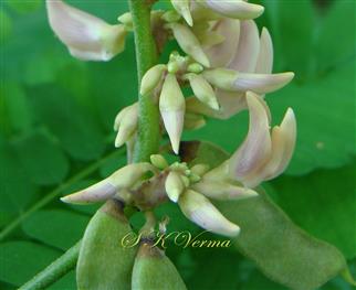  Tubercles bearing flowers and legumes